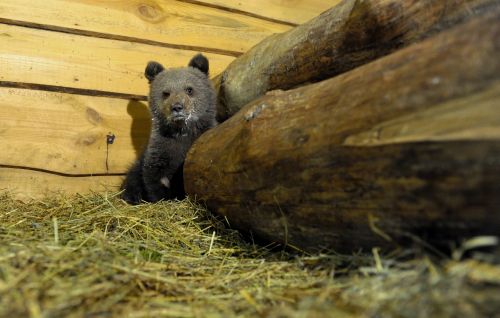 Niedźwiedzica Cisna już w Poznaniu